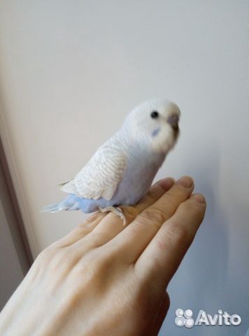 Волнистый попугай,получешка и радужный