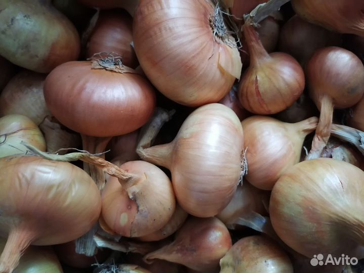 Лук белый репчатый
