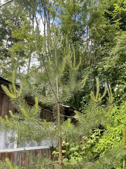 Дача 26,8 м² на участке 3,8 сот.