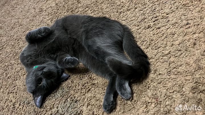 Кот русская голубая