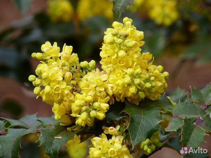 Магония ароматный кустик