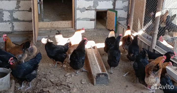 Домашние куриные яйца