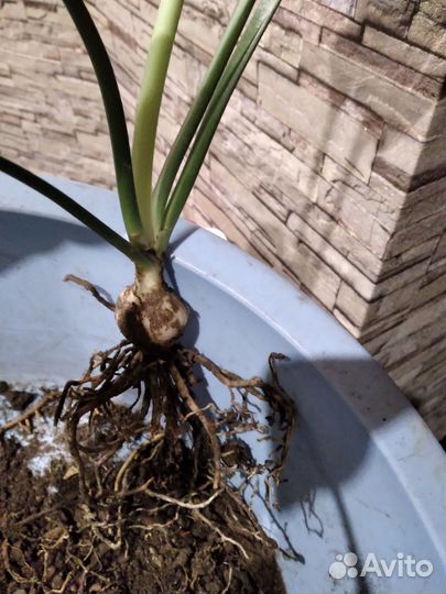 Эухарис амазонская лилия