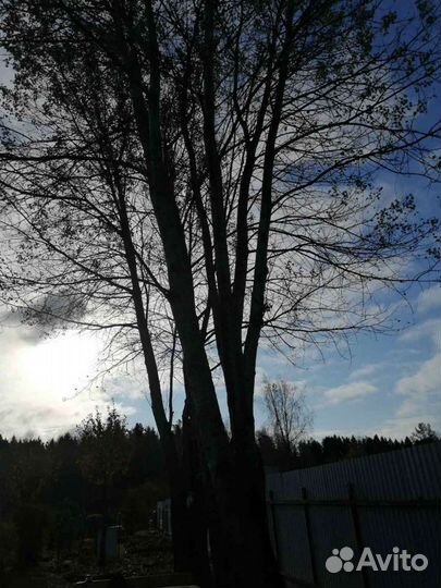 Валка опасных деревьев