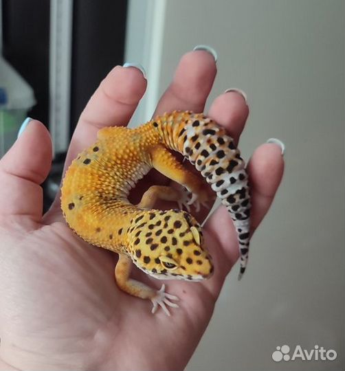 Леопардовый Геккон, пятнистый эублефар, самка