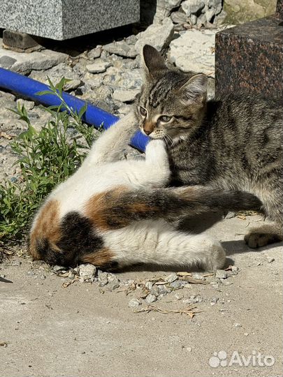 Котенок, Трехцветная девочка, кошка даром