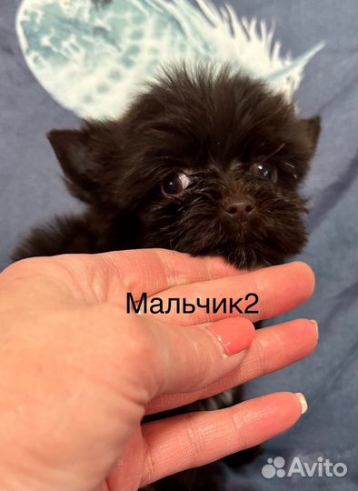 Шоколадные йорки