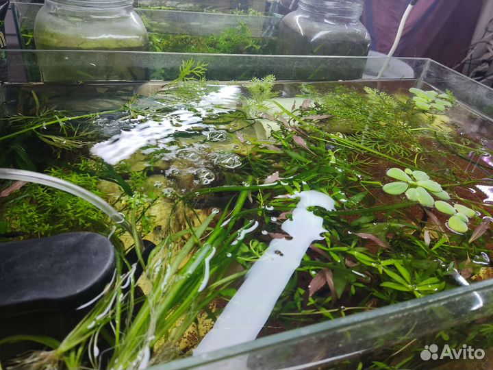 Аквариумные растения