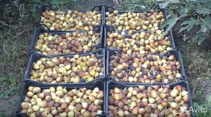 Саженцы черенки инжира. Самый урожайный инжир