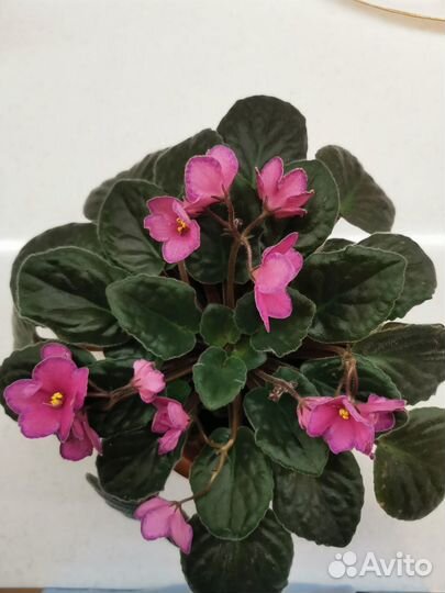 Цветущие фиалки