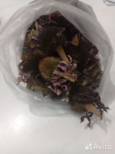 Саженцы эхинацеи