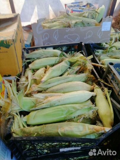 Овощи для животных