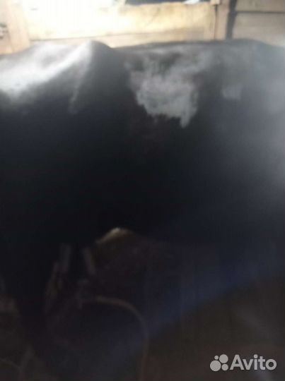 Корова с теленком