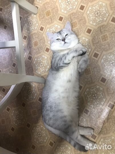 Шотландский кот вязка