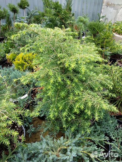 Тсуга канадская