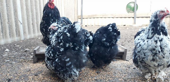 Инкубационное яйцо