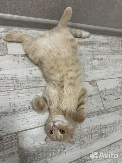 Кот для вязки смешанная порода