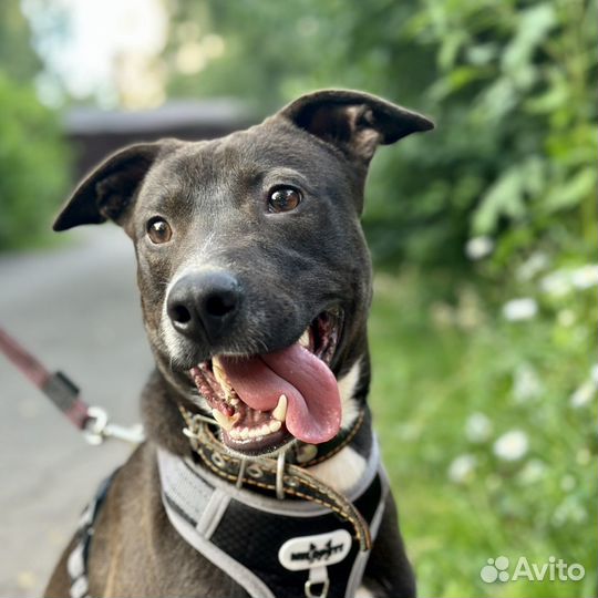 Питбуль в добрые руки