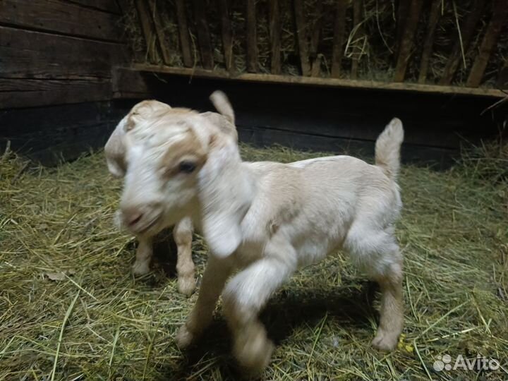 Козочки нубийские процентные