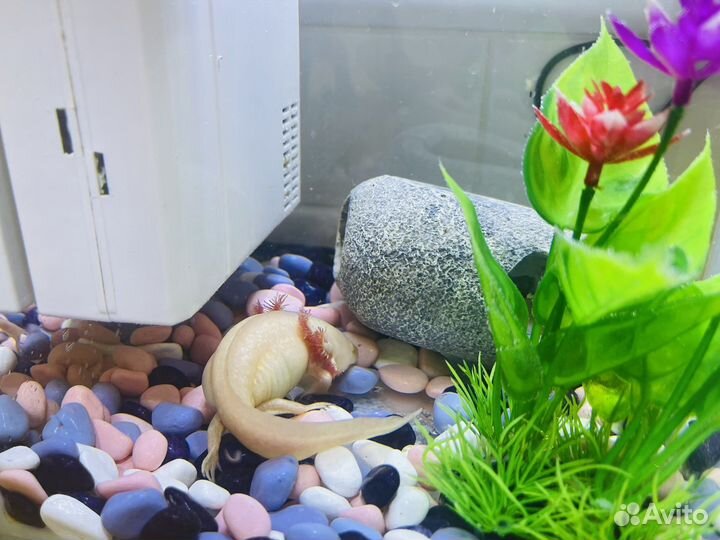 Аксолотль с аквариумом