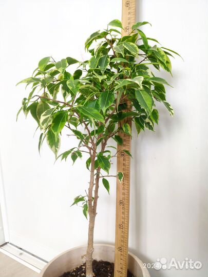 Комнатные растения, цветы разные