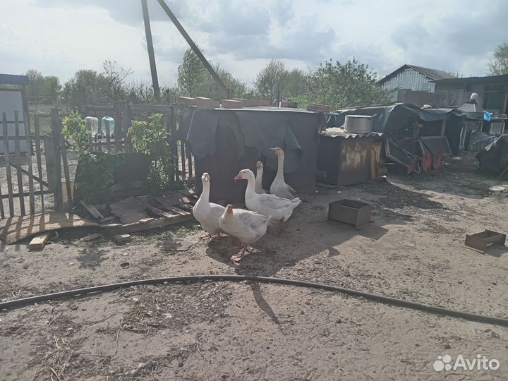 Гуси домашние