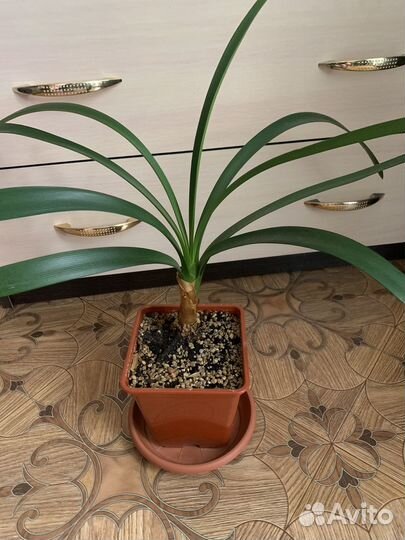 Цветы комнатные