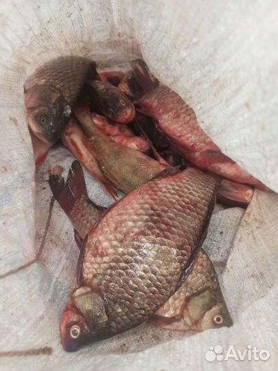 Свежая речная рыба