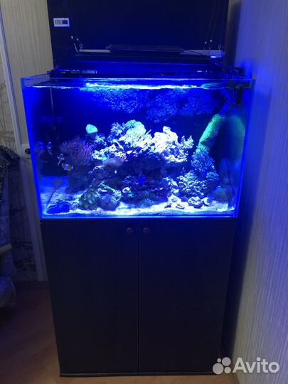 Морской аквариум