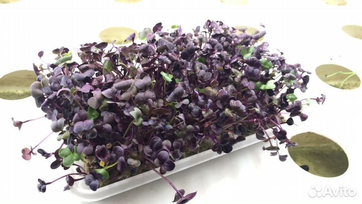 Микрозелень