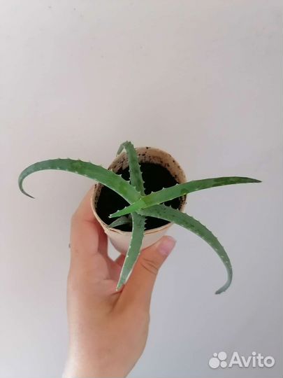 Алоэ лекарственный