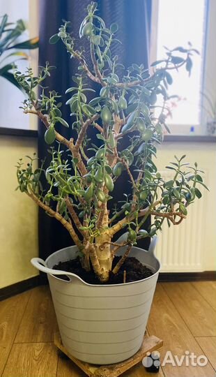 Комнатные домашние растения