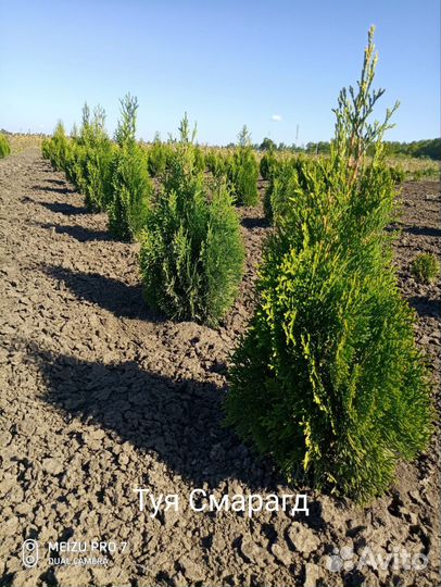 Хвойные растения