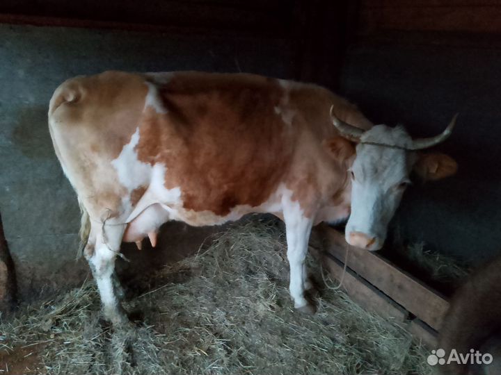 Корова молочная