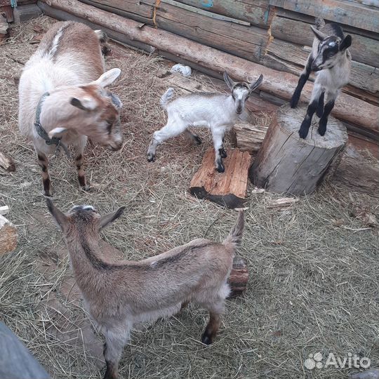 Альпийские козлята