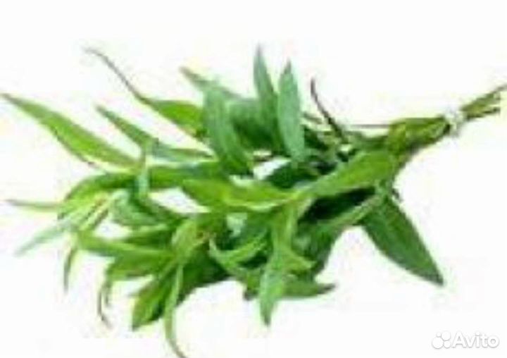 Тархун (эстрагон)