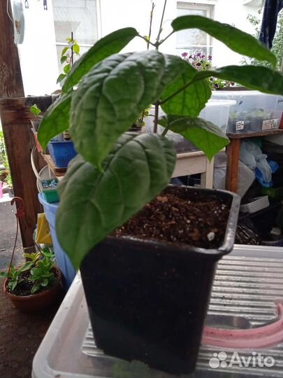 Клеродендрум Томпсона