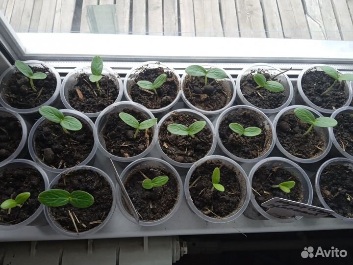 Рассада огурцы, помидоры, капуста