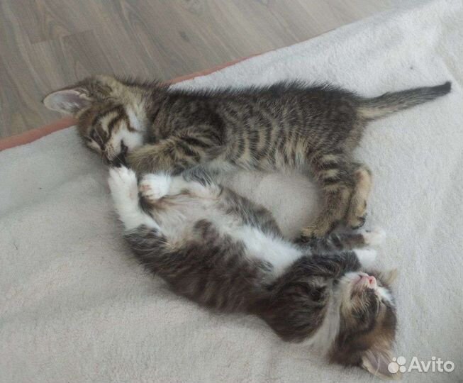 Котята в добрые руки