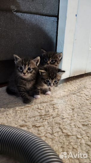 Котята в дар