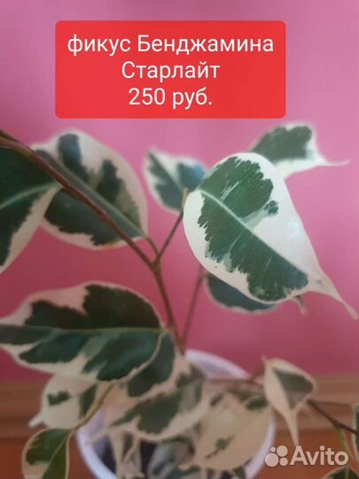 Фикус и другие растения