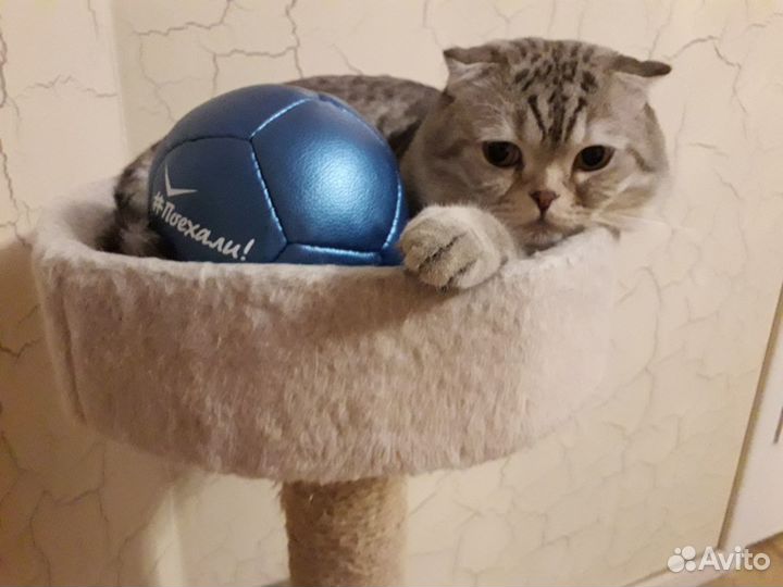 Британские котята