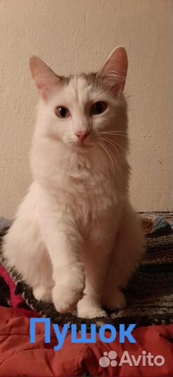 Котёнок Пушок ищет дом