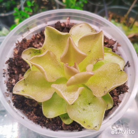 Жирянка весера