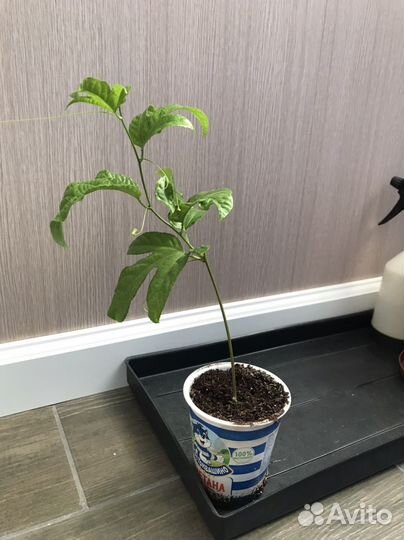 Маракуя - Роланд