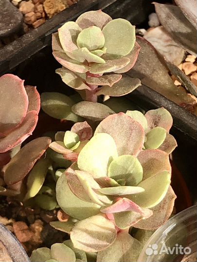 Эхеверия -Echeveria разные сорта