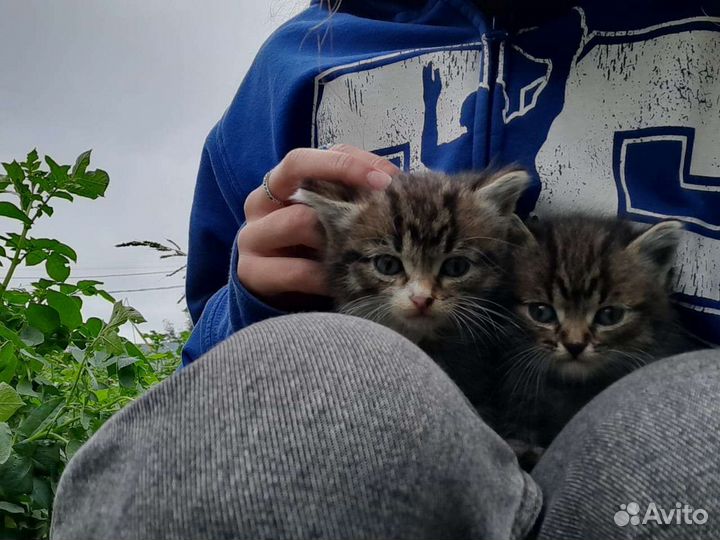 Кошка в дар