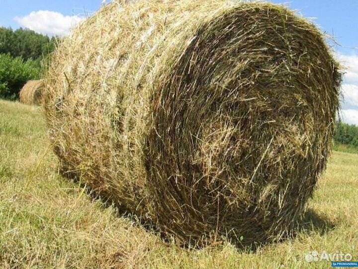 Продажа и доставка сена