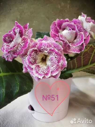 Глоксиния лист