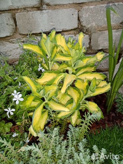 Очиток седум